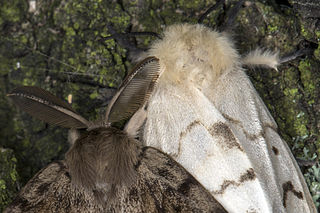 <span class="mw-page-title-main">Lymantriinae</span> Subfamily of moths