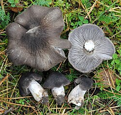 Maaheinik Tricholoma terreum Foto: Sven Pruul