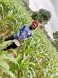 Thumbnail for File:Maize fertilising.jpg