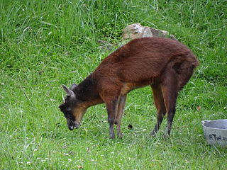 <span class="mw-page-title-main">Little red brocket</span> Species of deer