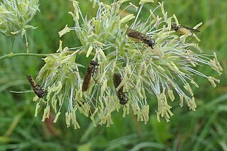 <i>Melanostoma fasciatum</i> Species of fly