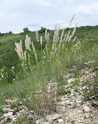 <i>Melica</i> Genus of grasses