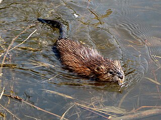 <span class="mw-page-title-main">Muskrat</span> Species of rodent