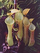 Nepenthes reinwardtiana