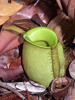 <i>Nepenthes ampullaria</i> species of plant