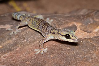 <i>Oedura cincta</i> Species of lizard