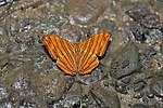 Thumbnail for File:Opened wing Puddling position of Chersonesia risa (Doubleday, -1848-) - Common Maplet.jpg