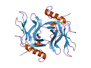 <span class="mw-page-title-main">Cation-dependent mannose-6-phosphate receptor</span> Protein-coding gene in the species Homo sapiens