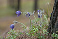 Pulsatilla patens in Kõrvemaa