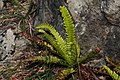 Hvassur skjaldarkampur (Polystichum lonchitis)