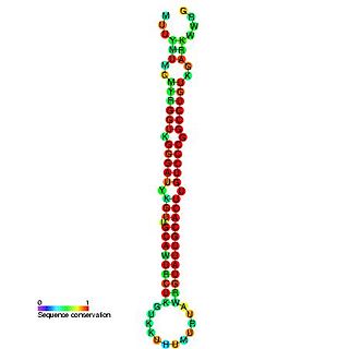 mir-92 microRNA precursor family