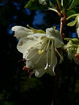 Rhododendron albiflorum