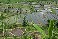 * Kandidimi: Traditional rice farming in Bali. Tirta Gangga, Karagansem, East Bali, Indonesia. --Argenberg 12:28, 17 September 2024 (UTC) * * Kërkohet vlerësim