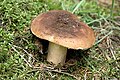 Russula mustelina