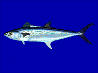 <span class="mw-page-title-main">Serra Spanish mackerel</span> Species of fish