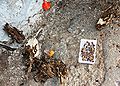 Seeds and husk of a broken fruit, Pune, India