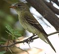 Southwestern Willow Flycatcher.jpg