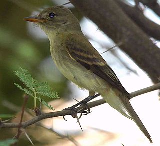 <span class="mw-page-title-main">Willow flycatcher</span> Species of bird