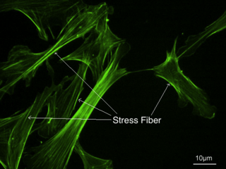 <span class="mw-page-title-main">Stress fiber</span> Contractile actin bundles found in non-muscle cells