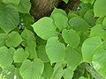 * Nomination Leaves and trunk of a common lime (Tillia x europaea) - Alvesgaspar 23:26, 20 May 2007 (UTC) * Promotion Great lighting, high DoF, and good detail. -- Ram-Man 02:30, 21 May 2007 (UTC)