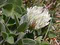 Trifolium pratense ssp. nivale Switzerland - Zermatt