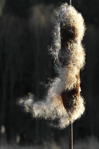 <i>Typha</i> Genus of flowering plants in the family Typhaceae