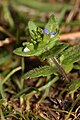 Veronica arvensis