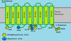 alfa-helices in TMEM241 in celmembraan. TMEM241 Isoform 1 posttranslationele modificatieplaats.