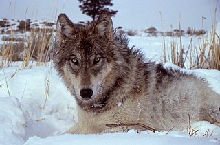 <span class="mw-page-title-main">History of wolves in Yellowstone</span> Extirpation and reintroduction of the gray wolf to Yellowstone National Park