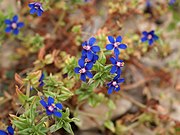 Anagallis foemina