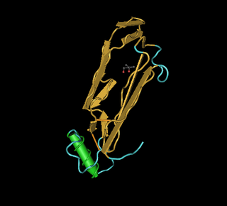 <span class="mw-page-title-main">Bone morphogenetic protein 2</span> Protein-coding gene in the species Homo sapiens