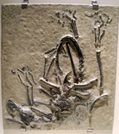 Cast of the fossil slab BambiraptorFeinbergi RoyalOntarioMuseum.png