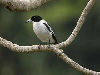 <span class="mw-page-title-main">Black-backed butcherbird</span> Species of bird