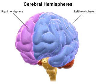 <span class="mw-page-title-main">Cerebral hemisphere</span> Left and right cerebral hemispheres of the brain