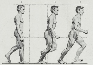 <span class="mw-page-title-main">Anatomical terms of motion</span> Terms describing animal motion