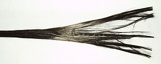 <span class="mw-page-title-main">Fiber</span> Natural or synthetic substance made of long, thin filaments