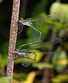 Chalcolestes viridis (Weidenjungfern bei der Eiablage) [D]