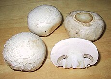 (Agaricus bisporus)