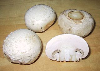 <i>Agaricus bisporus</i> Species of fungus