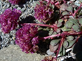 Cistanthe umbellata