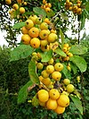 Crab apples by the roadside - geograph.org.uk - 978786.jpg