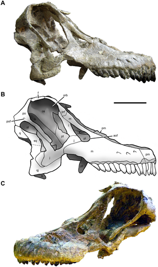 <span class="mw-page-title-main">Diamantinasauria</span> Clade of somphospondylan sauropod dinosaurs