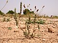 Crucianella angustifolia.JPG