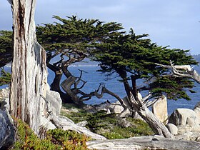 Cipreste de Monterey em Peble Beach, Califórnia