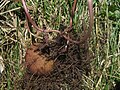 A young tuber