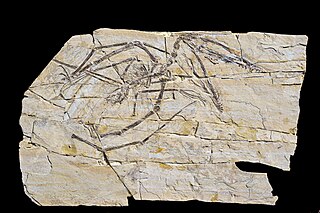 <i>Darwinopterus</i> Genus of wukongopterid pterosaur from the Middle Jurassic