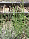 Equisetum ramosissimum2.JPG