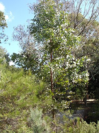 <span class="mw-page-title-main">Mallee Cliffs National Park</span> Protected area in New South Wales, Australia