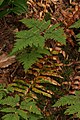 Trífingraður eikikampur (Gymnocarpium dryopteris)