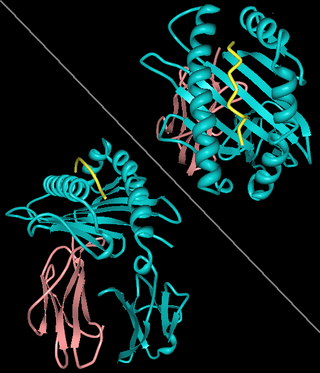 <span class="mw-page-title-main">Protein subunit</span> Single protein molecule that assembles with other protein molecules to form a protein complex